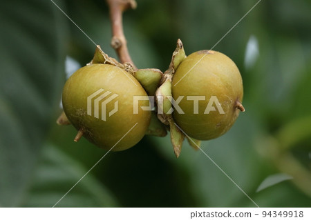 天然植物：紫薇，沖繩秋天。看起來像牡蠣的水果，直徑約 3 厘米 94349918