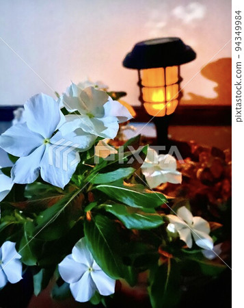 Flowers blooming at night Flowers blooming at night 94349984