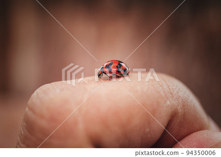 Close-up shot of a ladybug perched on a finger against a blurred background. 94350006