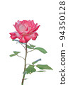 Single rose flower (pink & white, transparent background) 94350128