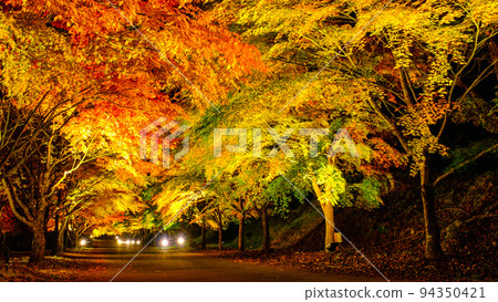 Autumn leaves of Momiji lake in Minowa town (light up) 94350421
