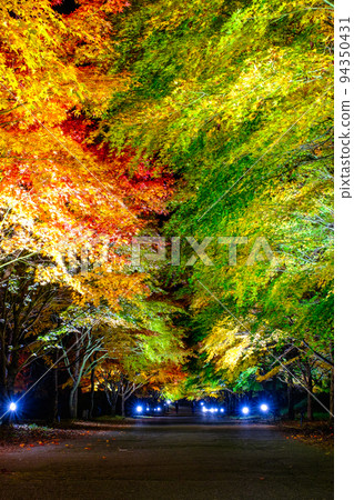 Autumn leaves of Momiji lake in Minowa town (light up) 94350431