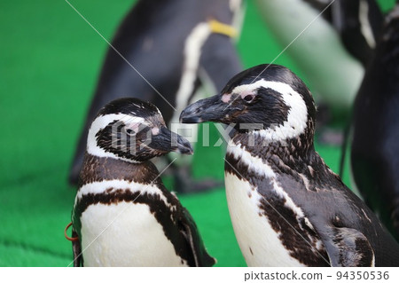 [Nomi City, Ishikawa Prefecture, Ishikawa Zoo] Humboldt penguins seeming to plan something 94350536