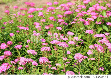 Flowers of Simopocillium Flowers of Simopocillium 94350561
