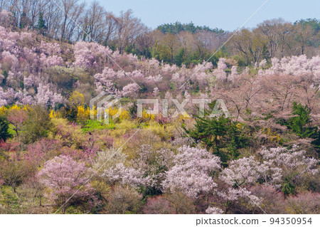 Famous place for cherry blossoms Fukushima's Hanamiyama is a paradise 94350954