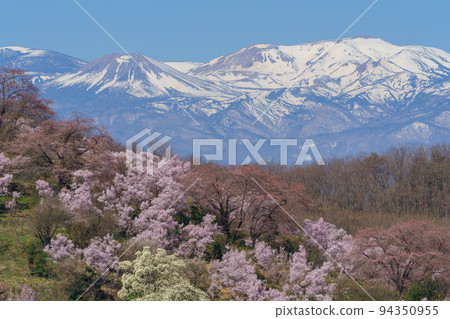 櫻花名勝 福島的花見山是天堂 櫻花名勝 福島的花見山是天堂 94350955