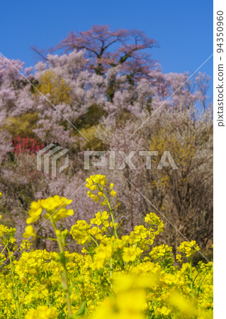 Famous place for cherry blossoms Fukushima's Hanamiyama is a paradise Famous place for cherry blossoms Fukushima's Hanamiyama is a paradise 94350960