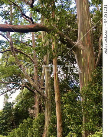 彩虹桉樹 94351231