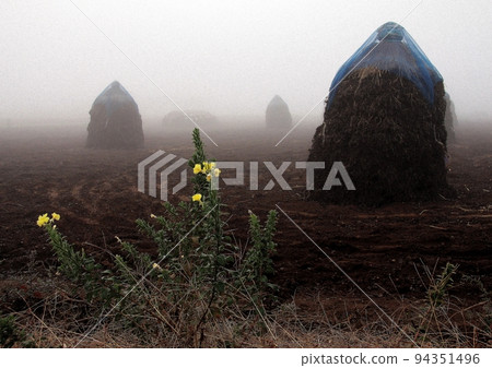 Peanut field shrouded in fog 94351496