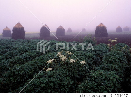 early morning peanut field 94351497