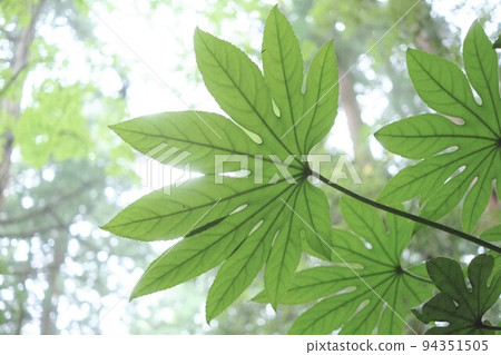 Fatsia leaves in the forest Fatsia leaves in the forest 94351505