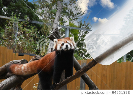 Image of a red panda in a zoo 94351558