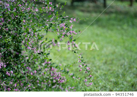 Hagi flower Hagi flower 94351746