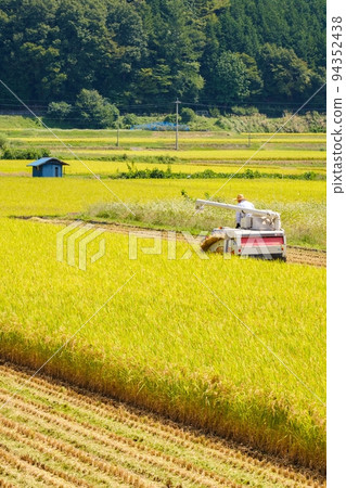 水稻收割 水稻收割 94352438