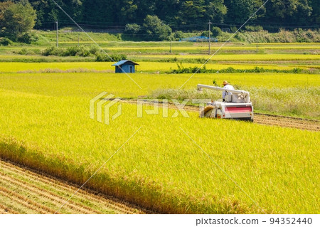 Rice reaping Rice reaping 94352440
