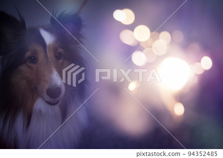 Sheltie, a dog staring at the fireworks with interest 94352485