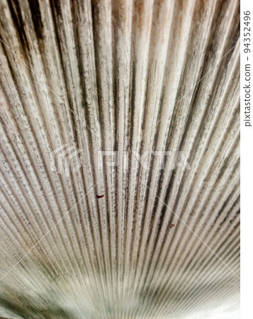 vertical lines 94352496
