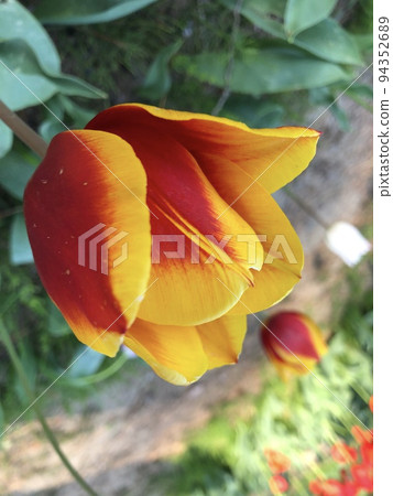 Unfamiliar color tulips 94352689