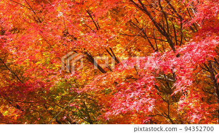 Autumn leaves Autumn leaves 94352700
