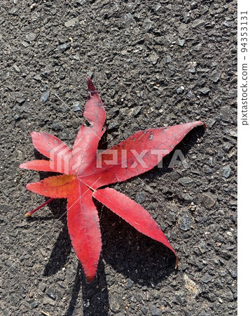 瀝青上的一片紅楓葉 94353131