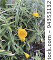 帶有閃亮圓點的黃色水仙花 94353132