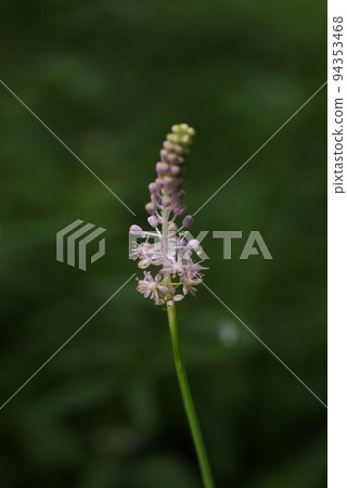 可愛的 tsurbo 花,帶有粉紅色的小穗 可愛的 tsurbo 花,帶有粉紅色的小穗 94353468