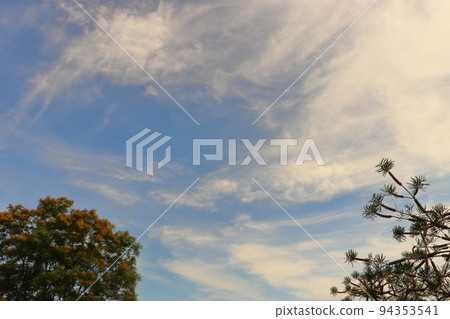 傍晚的天空，雲，樹 94353541