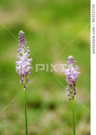 The flower of Tsurubo (vine spike) with small spike-shaped pink flowers is cute. 94353726