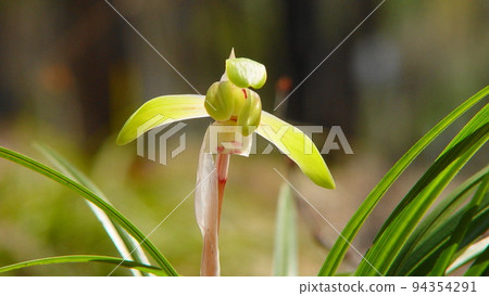 Dainty Flower Hana (March) Shunran (Shunran) 03H16.9 Dainty Flower Hana (March) Shunran (Shunran) 03H16.9 94354291