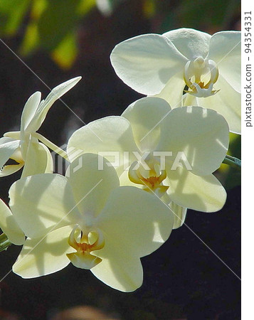 白蝴蝶蘭(四月)蝴蝶蘭(Phalaenopsis Orchid)06V3.4 白蝴蝶蘭(四月)蝴蝶蘭(Phalaenopsis Orchid)06V3.4 94354331