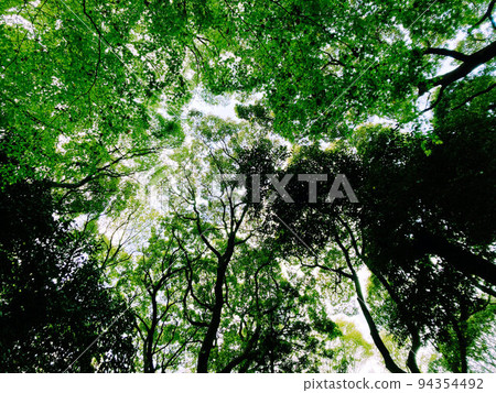 Fresh green Meiji Jingu 01 94354492