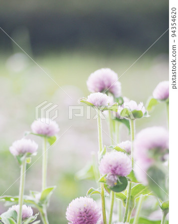 Fantastic flower garden flower background 94354620