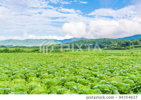 (Nagano Prefecture) Yatsugatake Plateau Chinese cabbage field 94354637