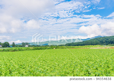(Nagano Prefecture) Yatsugatake Plateau Chinese cabbage field 94354638