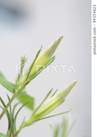 Cultivation of morning glory 94354823