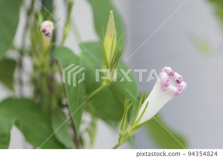 Cultivation of morning glory 94354824