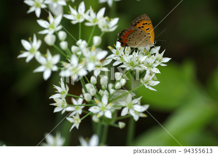 Small flowers of Chinese chives are surprisingly beautiful 94355613