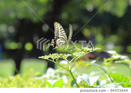 燕尾蝶從灌木叢中吮吸花蜜 燕尾蝶從灌木叢中吮吸花蜜 94355644