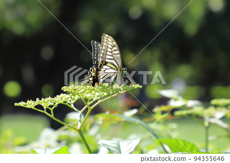 燕尾蝶從灌木叢中吮吸花蜜 94355646