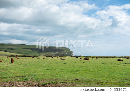 Herd of Cow on the field, near Seven Sisters Cliffs, the National park in East Sussex, England Herd of Cow on the field, near Seven Sisters Cliffs, the National park in East Sussex, England 94355671