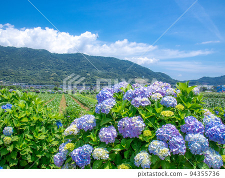 Hydrangea blooming in the rural landscape Kaiseicho Hydrangea blooming in the rural landscape Kaiseicho 94355736