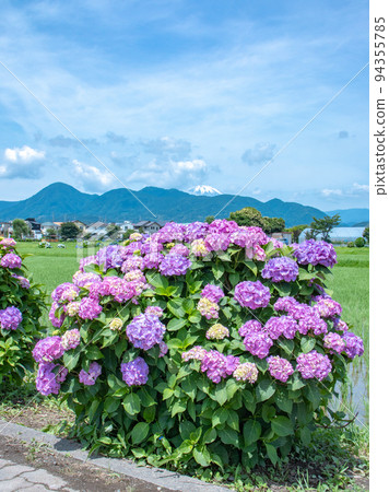 Hydrangea blooming in the rural landscape Kaiseicho Hydrangea blooming in the rural landscape Kaiseicho 94355785