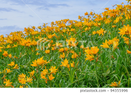 Sado Onogame's Tobishima Daylily (Niigata Remote Island Sightseeing in Early Summer) Sado Onogame's Tobishima Daylily (Niigata Remote Island Sightseeing in Early Summer) 94355996