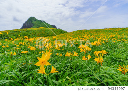 佐渡小野的飛島黃花菜(初夏新潟孤島觀光) 佐渡小野的飛島黃花菜(初夏新潟孤島觀光) 94355997