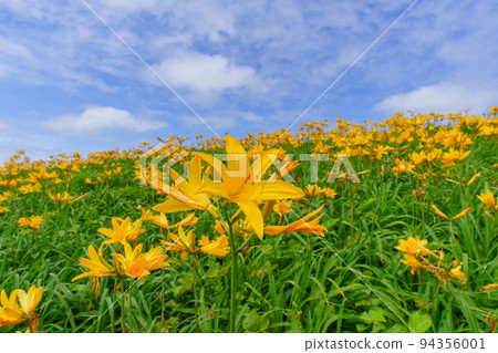 佐渡小野的飛島黃花菜(初夏新潟孤島觀光) 佐渡小野的飛島黃花菜(初夏新潟孤島觀光) 94356001