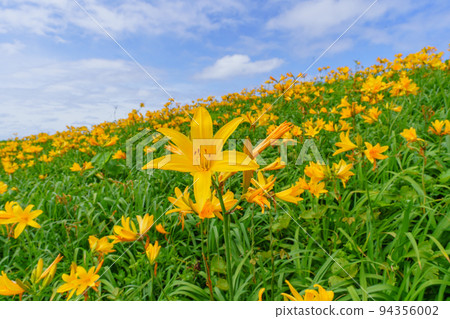 佐渡小野的飛島黃花菜（初夏新潟孤島觀光） 94356002
