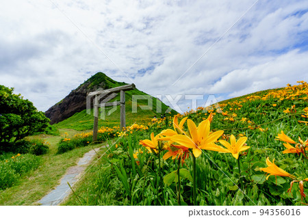 佐渡小野的飛島黃花菜(初夏新潟孤島觀光) 佐渡小野的飛島黃花菜(初夏新潟孤島觀光) 94356016