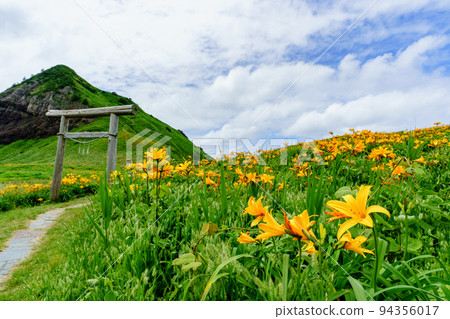 佐渡小野的飛島黃花菜(初夏新潟孤島觀光) 佐渡小野的飛島黃花菜(初夏新潟孤島觀光) 94356017