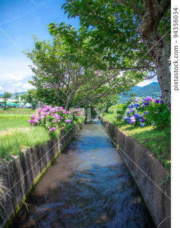 開花在農村風景Kaiseicho的繡球花 94356034