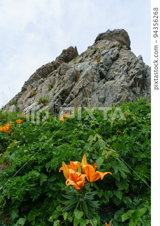 佐渡岩百合 94356268